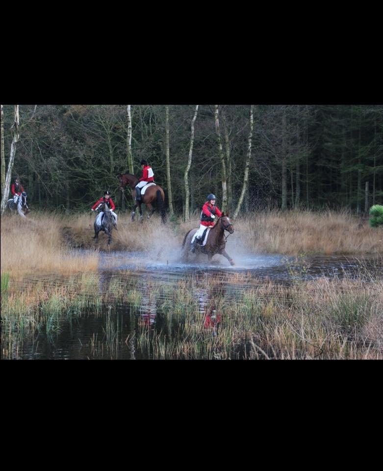 Anden særlig race Cody. billede 2