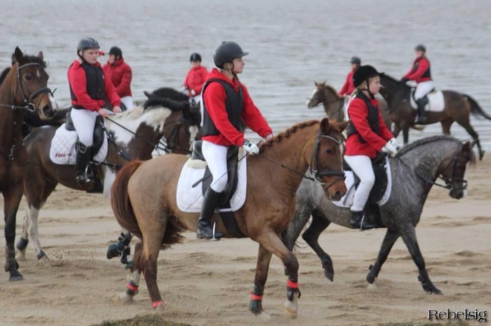 Anden særlig race Cody. billede 1