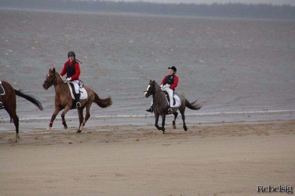 Anden særlig race Cody. billede 3