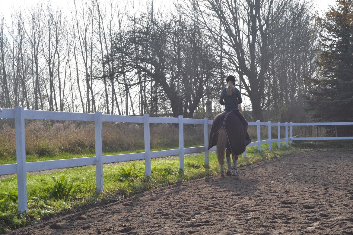 Welsh Partbred (Sec F) Ørsteds Carpaccio - dejlig skridt :) billede 4