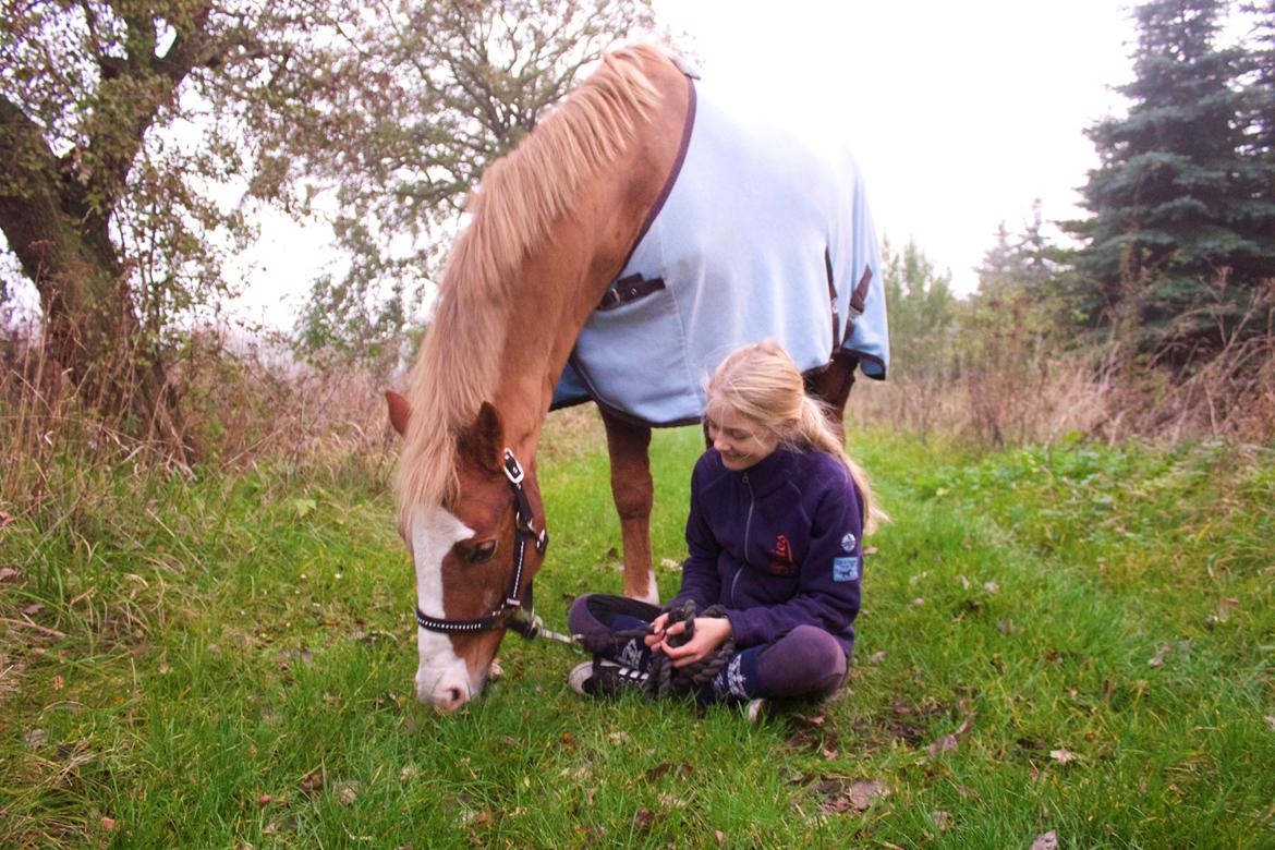 Welsh Partbred (Sec F) Ørsteds Carpaccio - Sidder bare i græsset :P billede 24