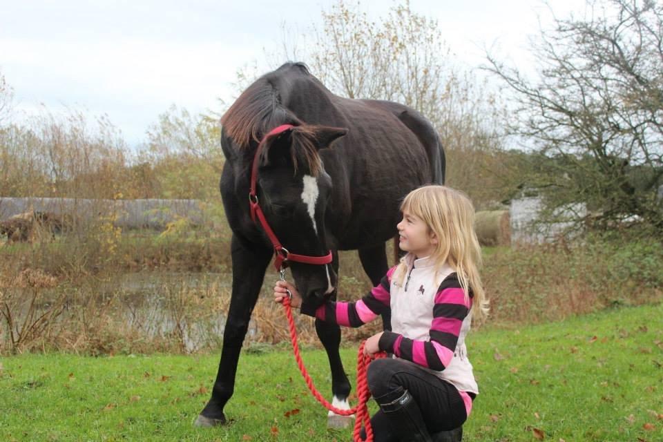Dansk Varmblod Puma min elskede <3 himmelhest R.IP - Elsker dig billede 29