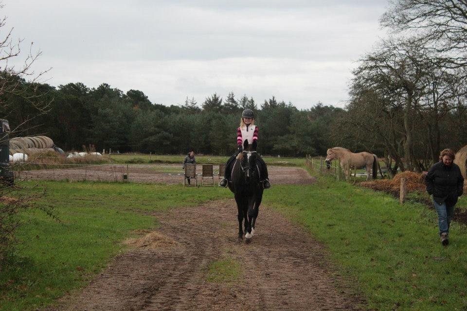 Dansk Varmblod Puma min elskede <3 himmelhest R.IP - Efter undervisning billede 31