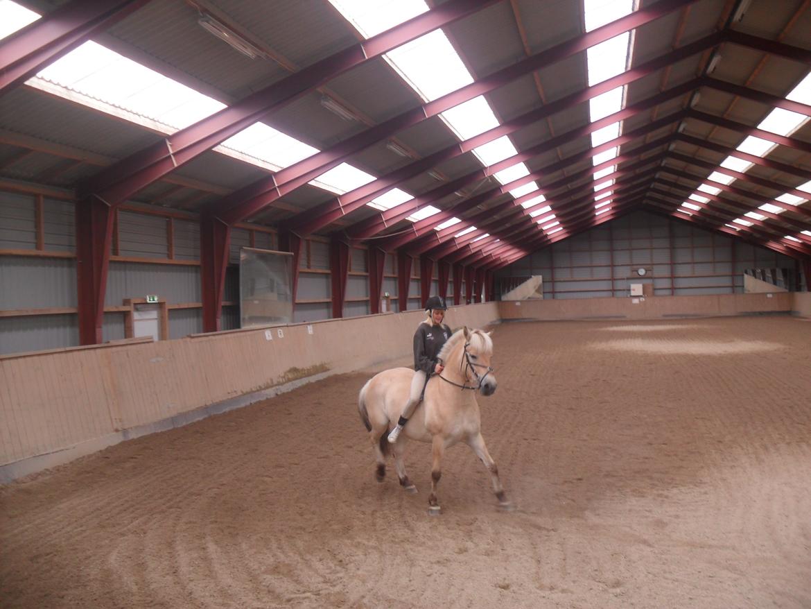 Fjordhest Lille Søgaards Rex billede 7