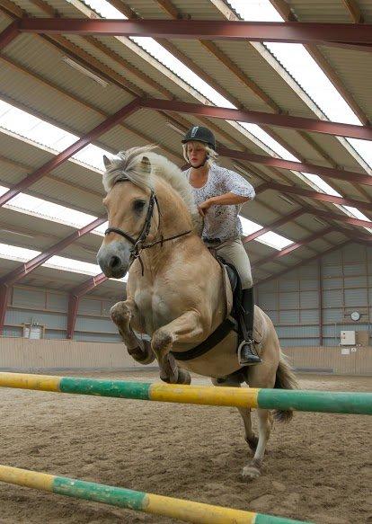 Fjordhest Lille Søgaards Rex billede 9