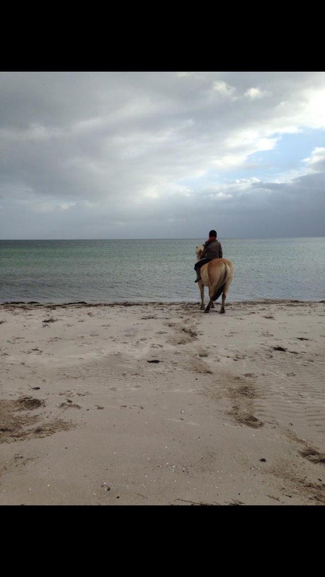 Fjordhest Lille Søgaards Rex billede 10
