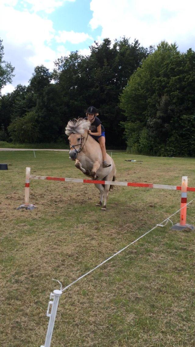 Fjordhest Lille Søgaards Rex billede 11
