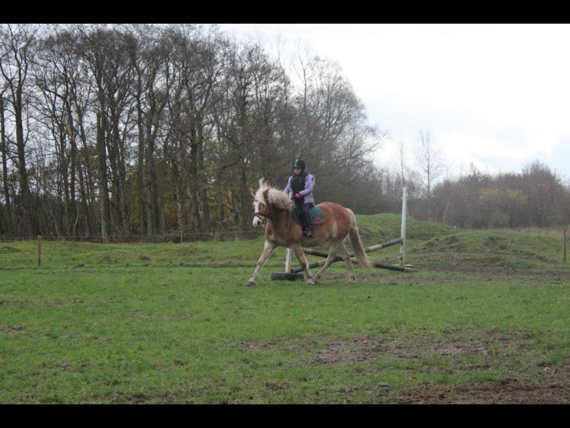 Tyroler Haflinger Bamse billede 21