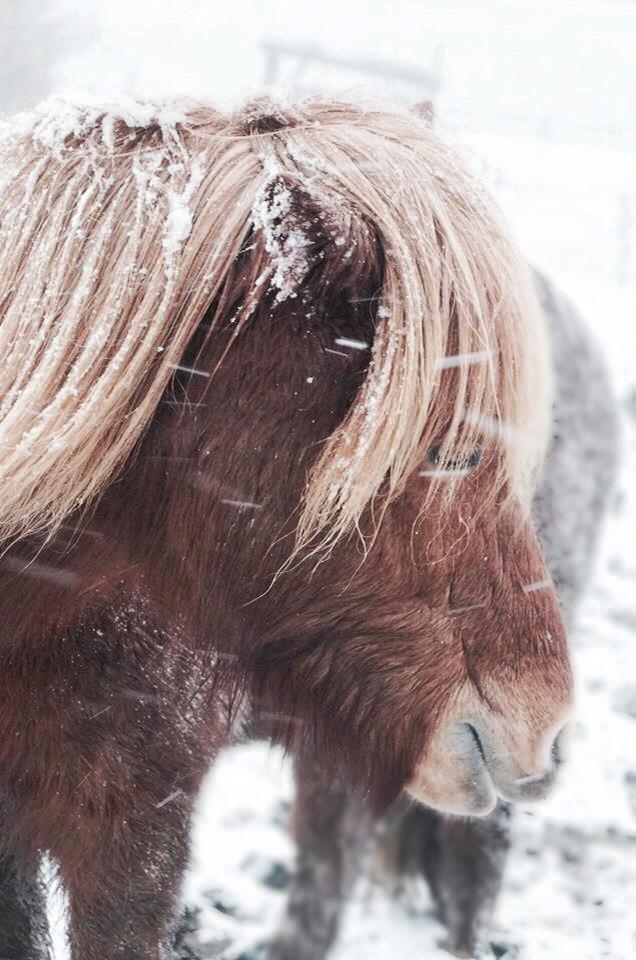 Islænder Halla fra Skovbogård - Januar 2014 billede 10