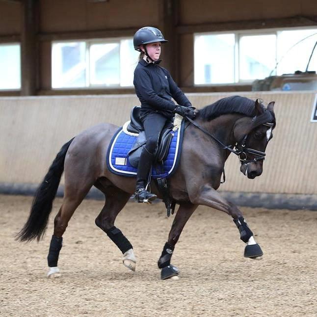 Welsh Pony af Cob-type (sec C) West Side Billy Boy - Billy kan flytte benene *_*  billede 4