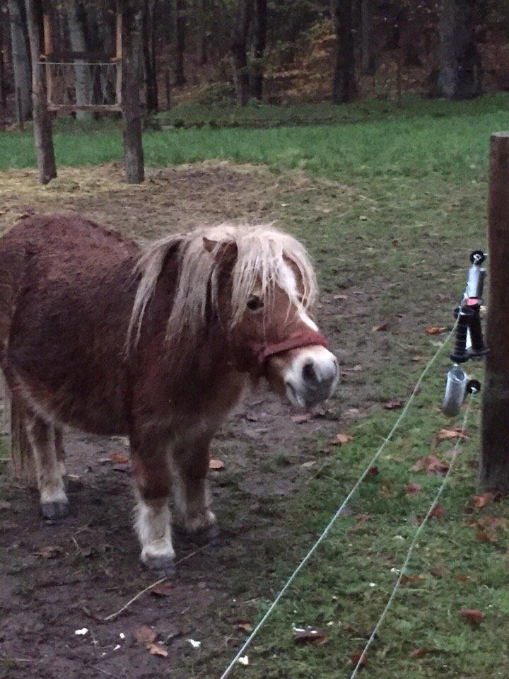 Shetlænder Mejse billede 2