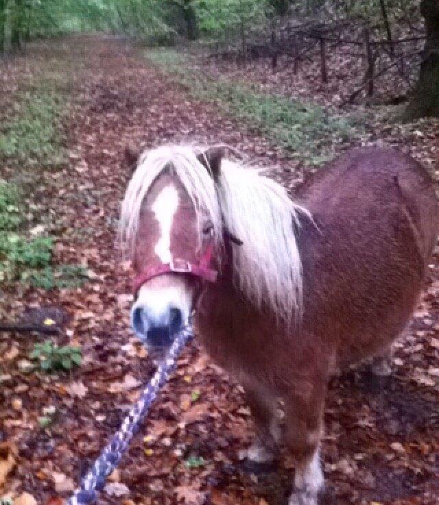 Shetlænder Mejse billede 7