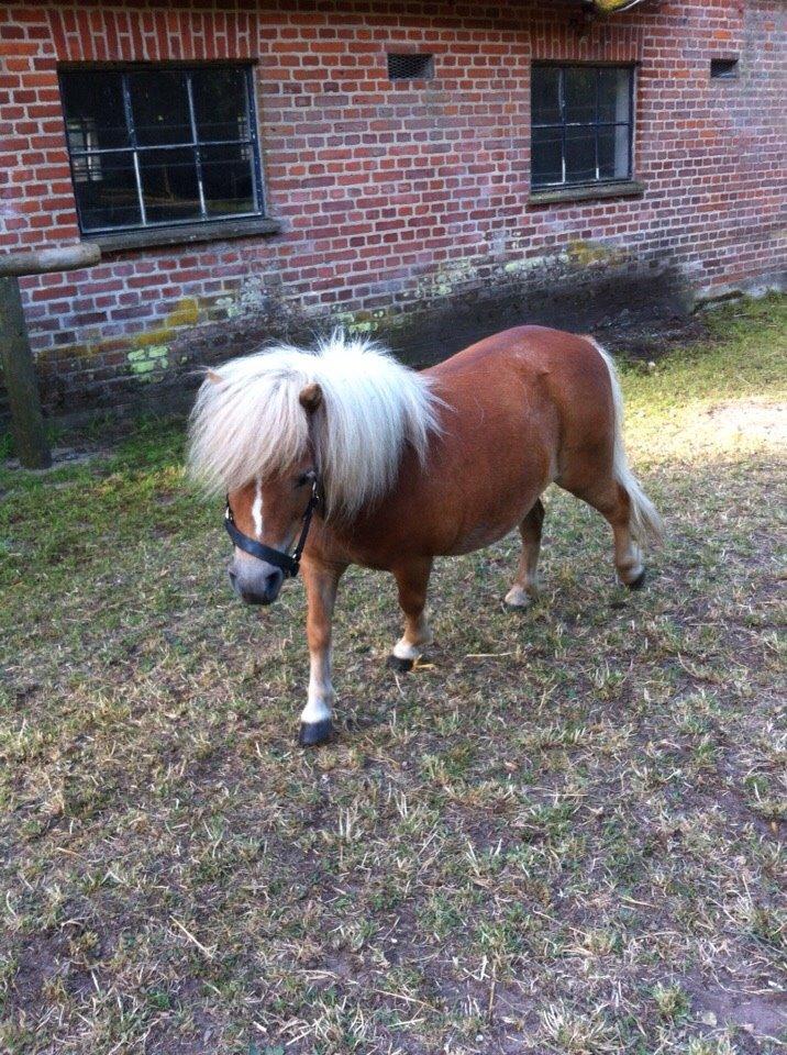 Shetlænder Mejse billede 10