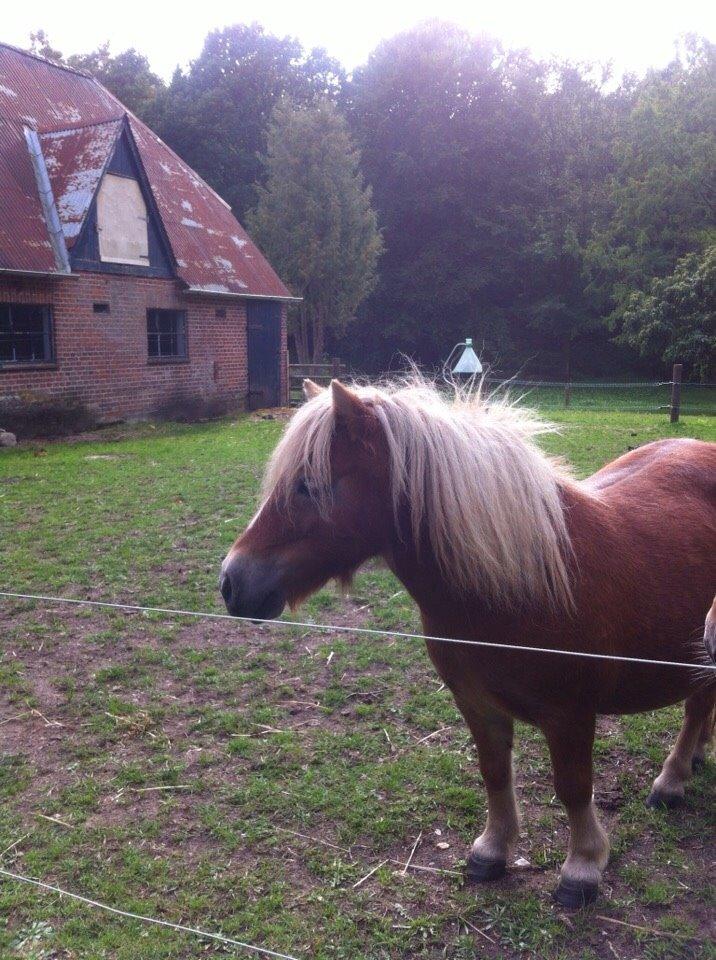 Shetlænder Mejse billede 9