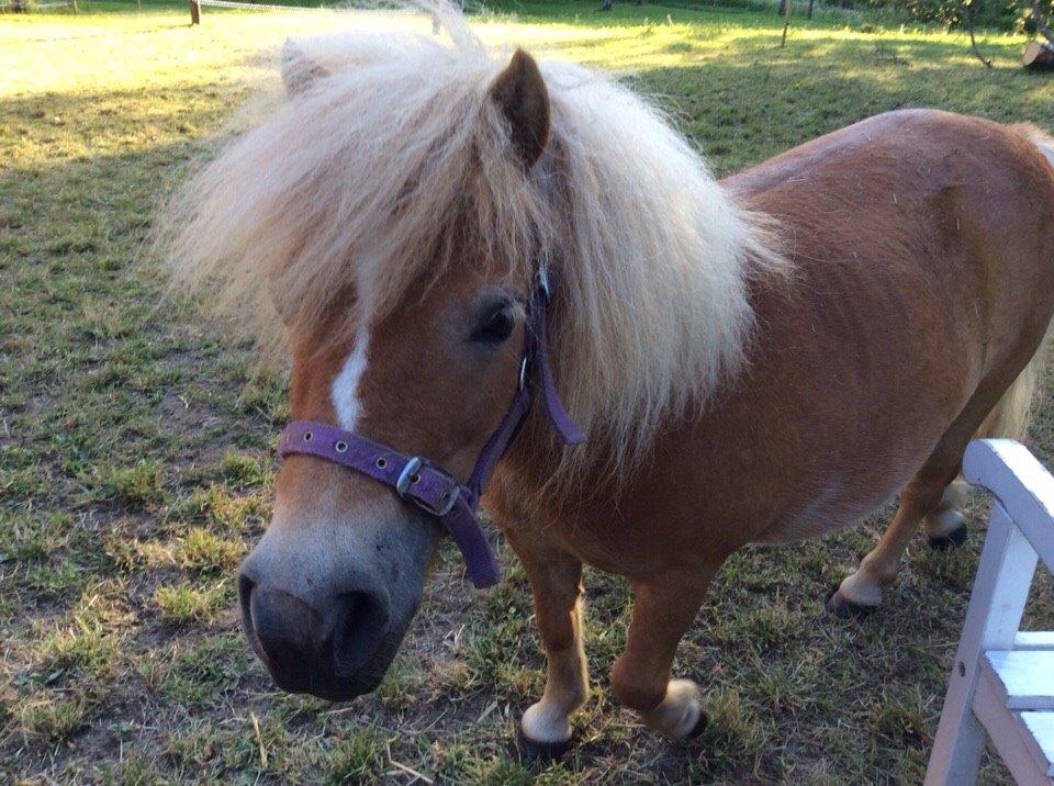 Shetlænder Mejse billede 13