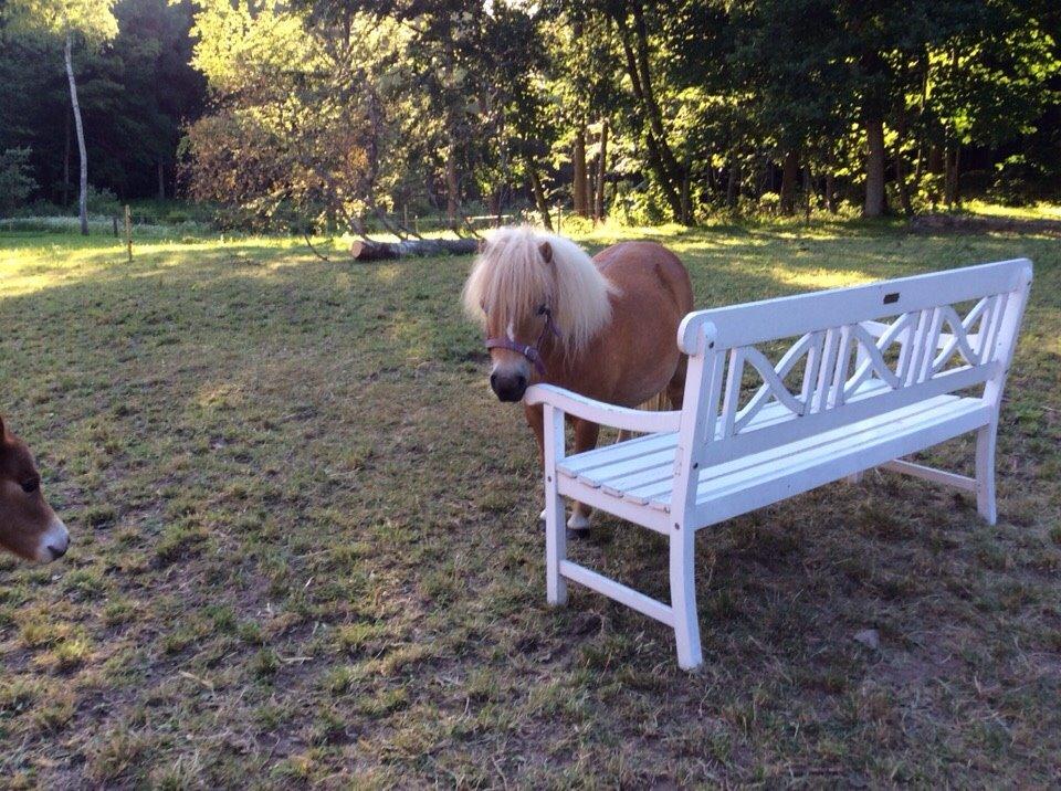 Shetlænder Mejse billede 16