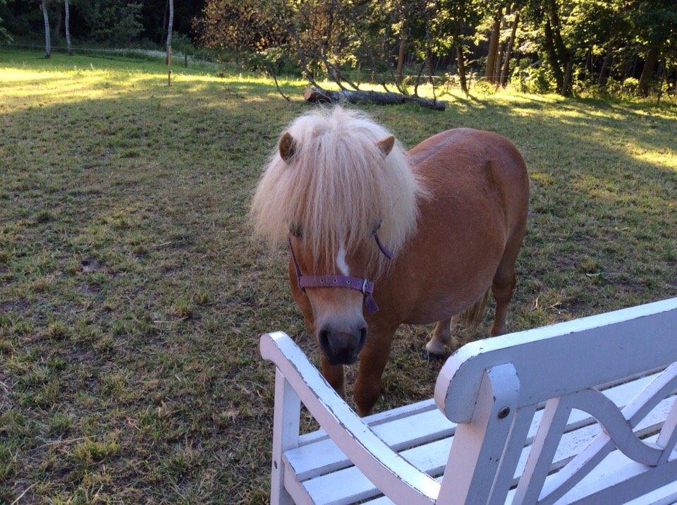 Shetlænder Mejse billede 15