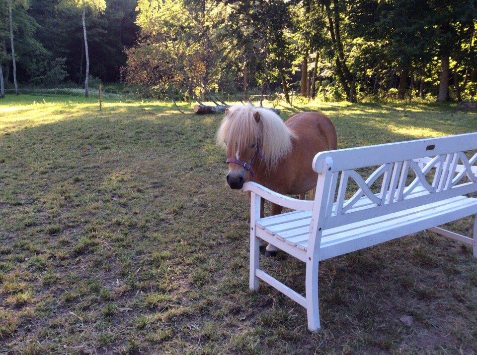 Shetlænder Mejse billede 17