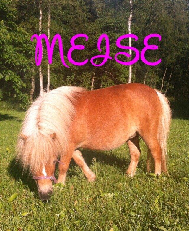 Shetlænder Mejse billede 20