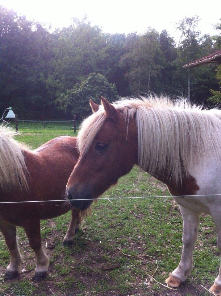 Shetlænder Misse billede 2