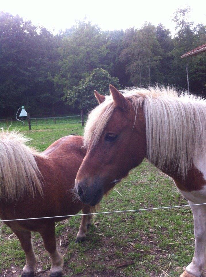 Shetlænder Misse billede 4