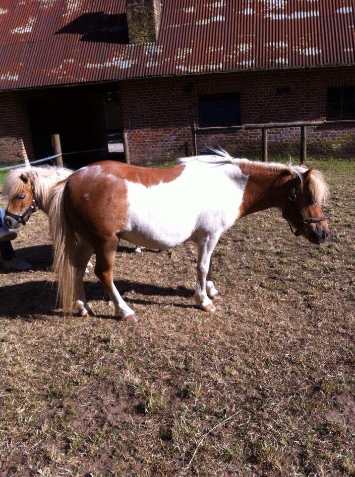 Shetlænder Misse billede 10