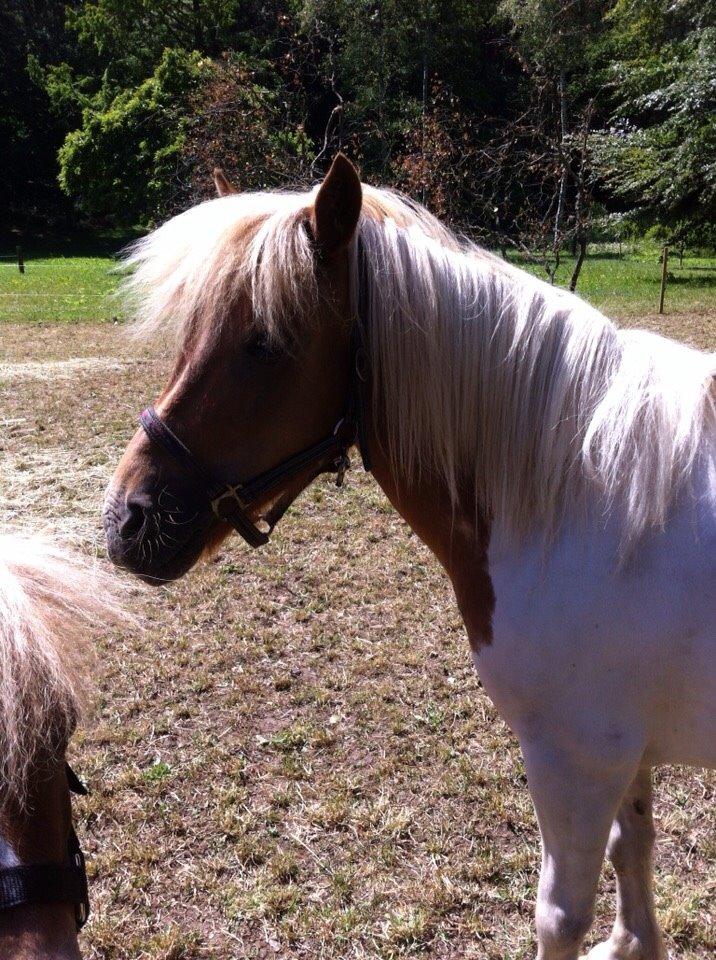 Shetlænder Misse billede 14