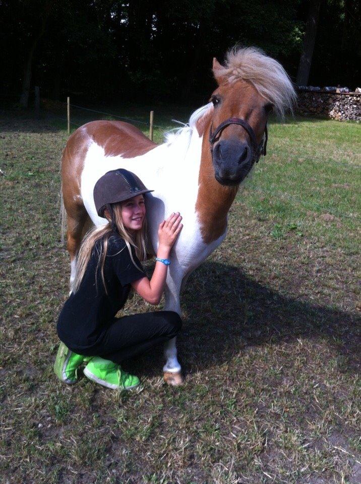 Shetlænder Misse billede 17