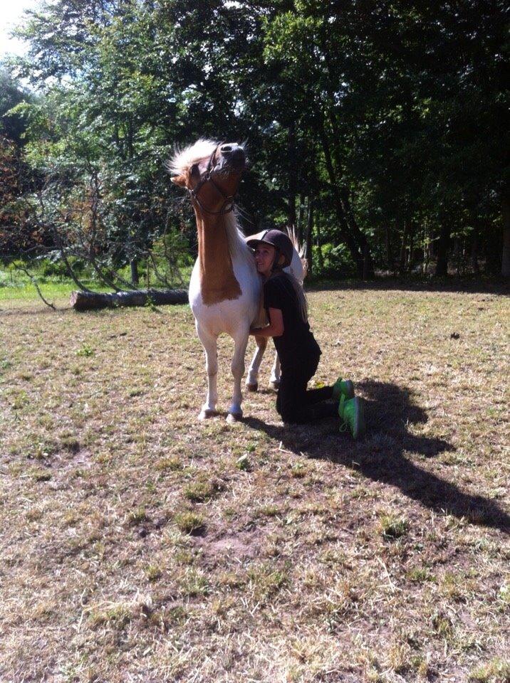 Shetlænder Misse billede 16