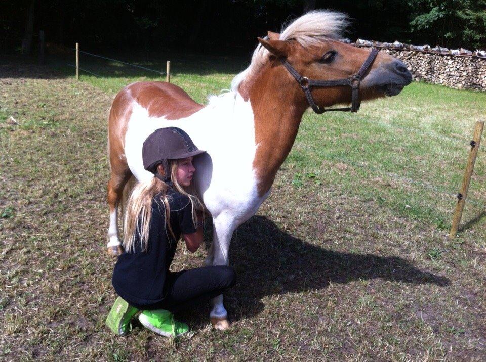 Shetlænder Misse billede 18