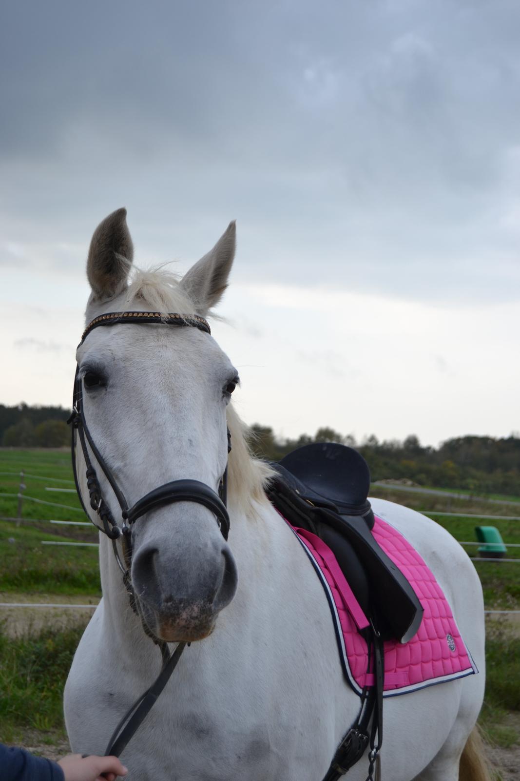 Lipizzaner Canissa XXV billede 2