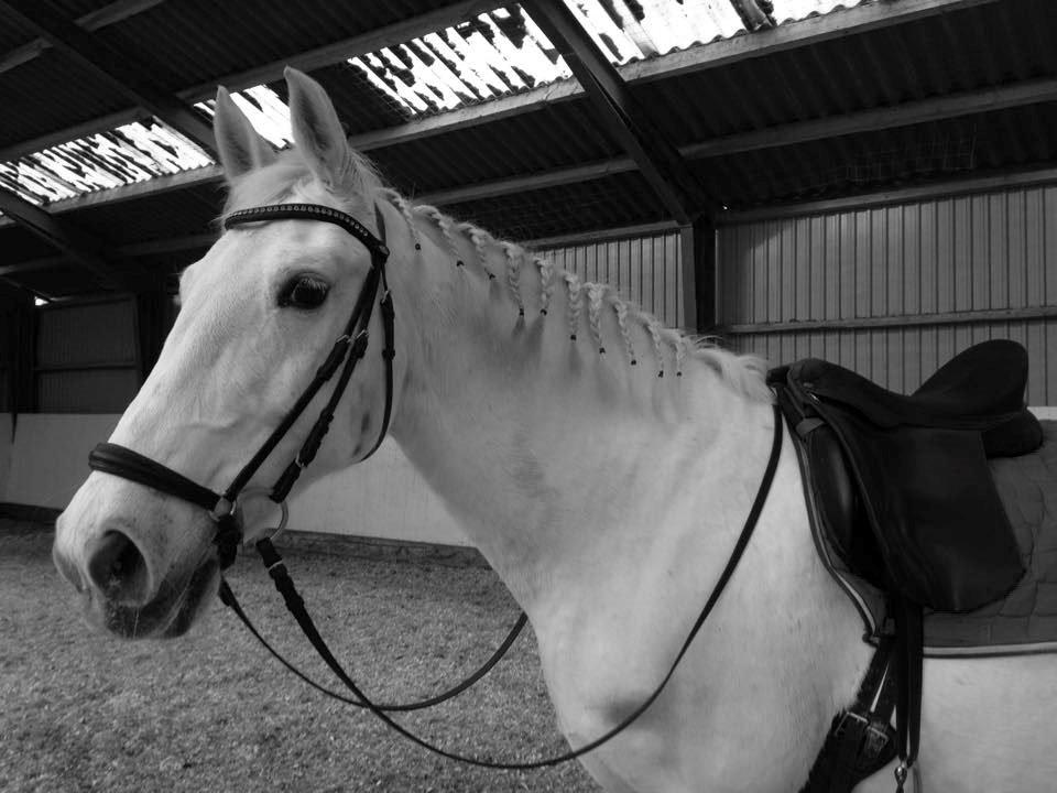 Lipizzaner Canissa XXV billede 5