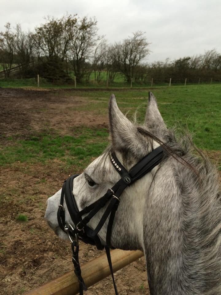 Welsh Cob (sec D) Svanegaardens sunrise billede 7