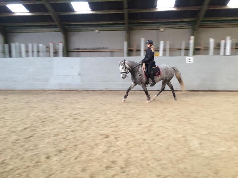 Welsh Cob (sec D) Svanegaardens sunrise billede 3