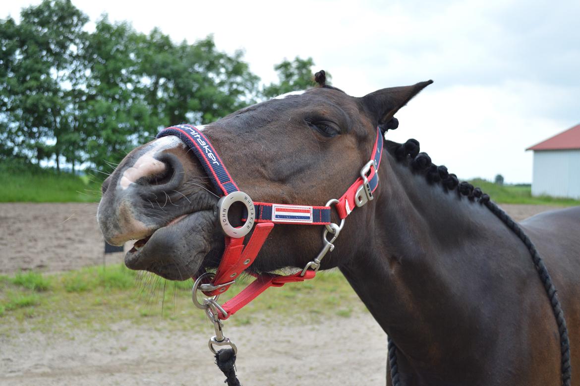 Anden særlig race Isabell <3 billede 7