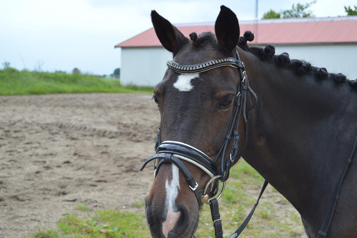 Anden særlig race Isabell <3 billede 16