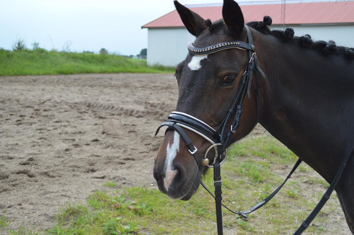 Anden særlig race Isabell <3 billede 20