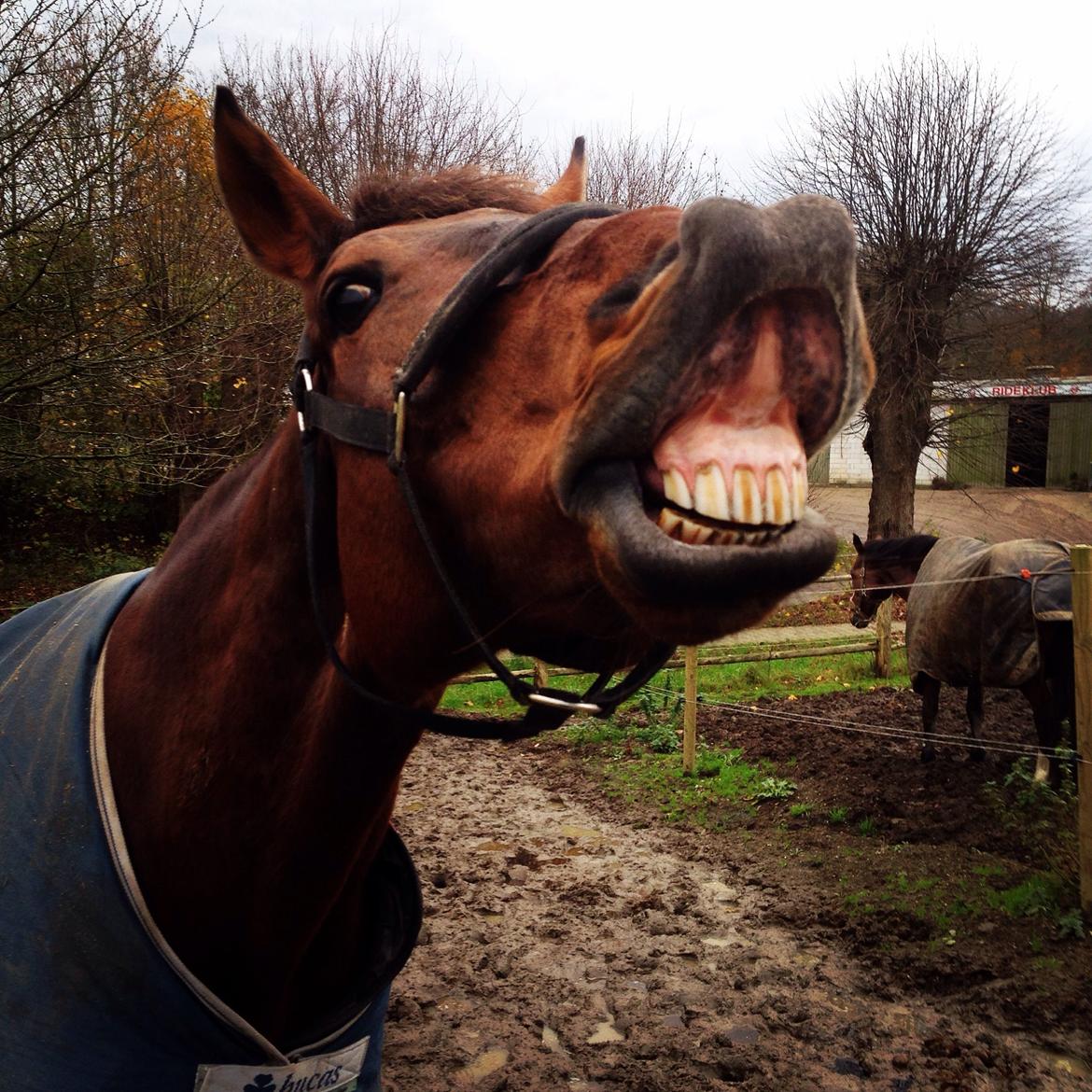 Fuldblod (XX) Pingus billede 11