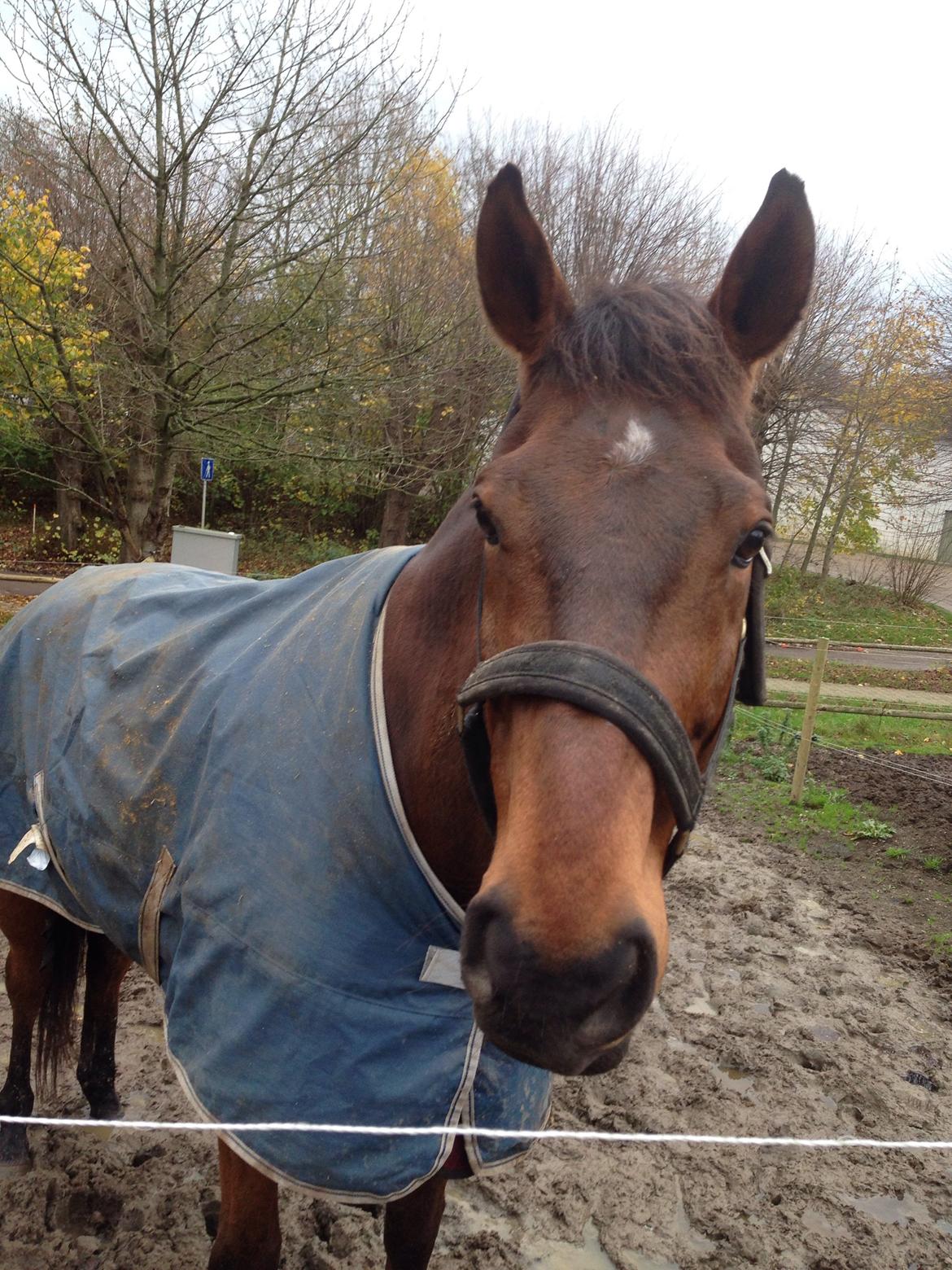 Fuldblod (XX) Pingus billede 12