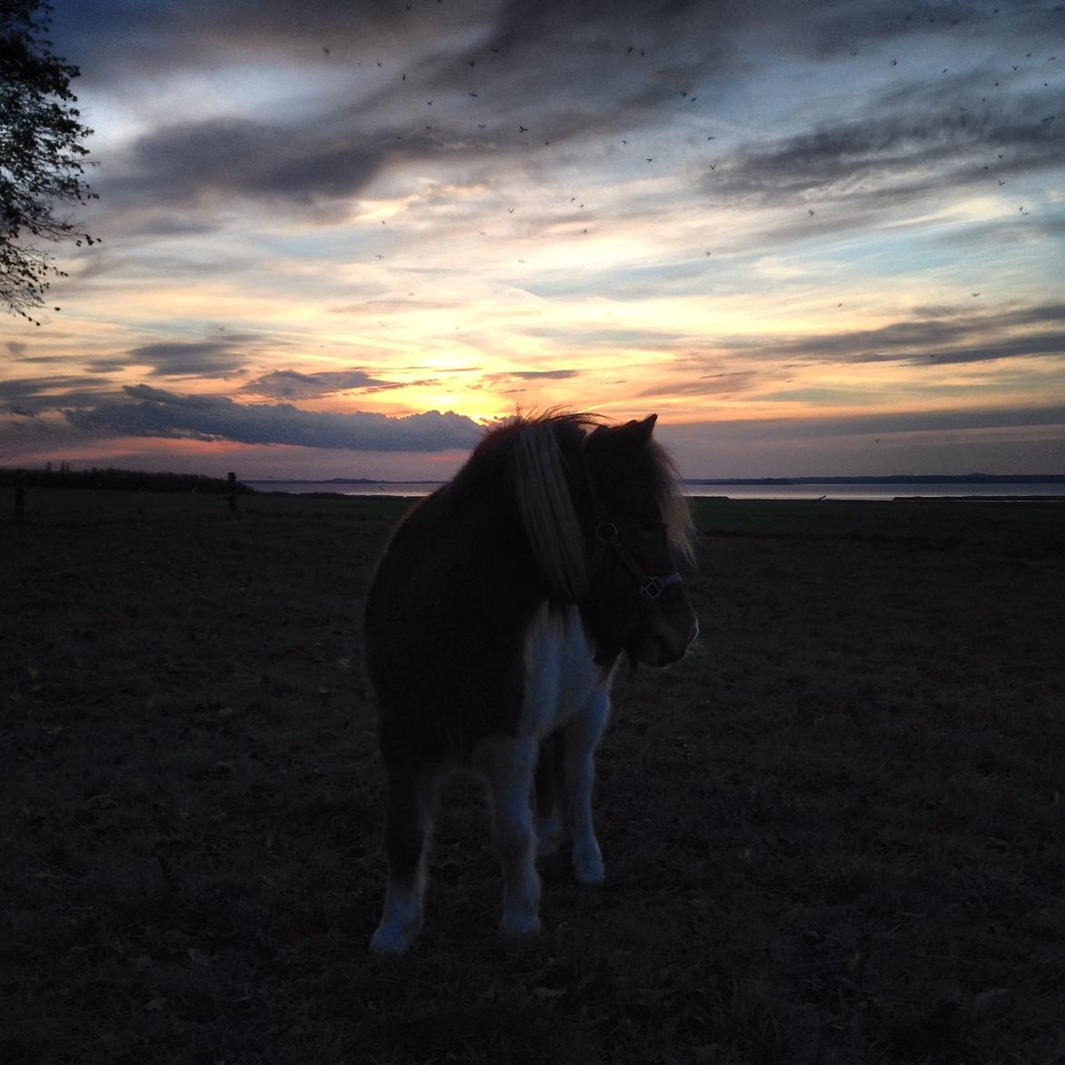 Shetlænder Maia billede 4