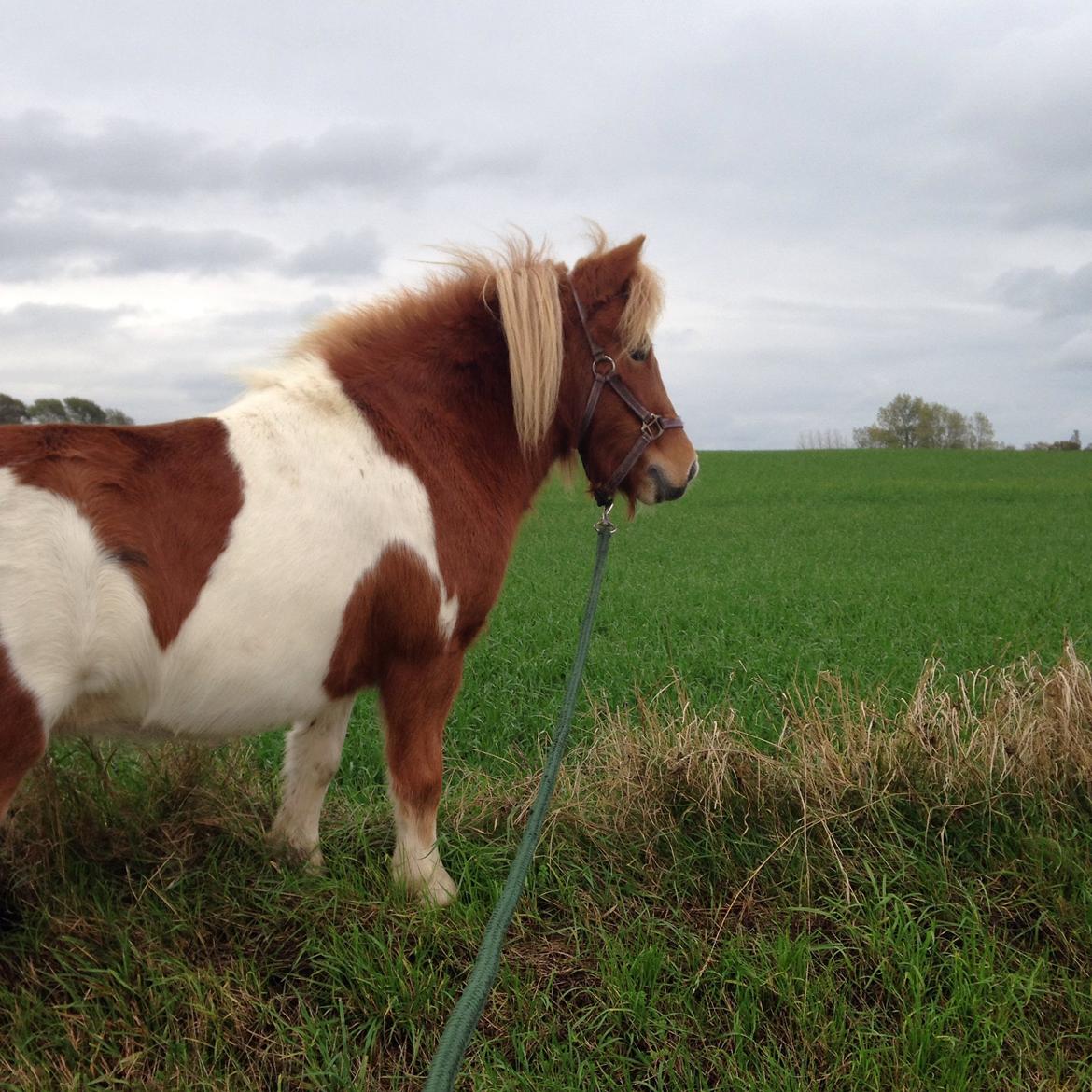 Shetlænder Maia billede 6