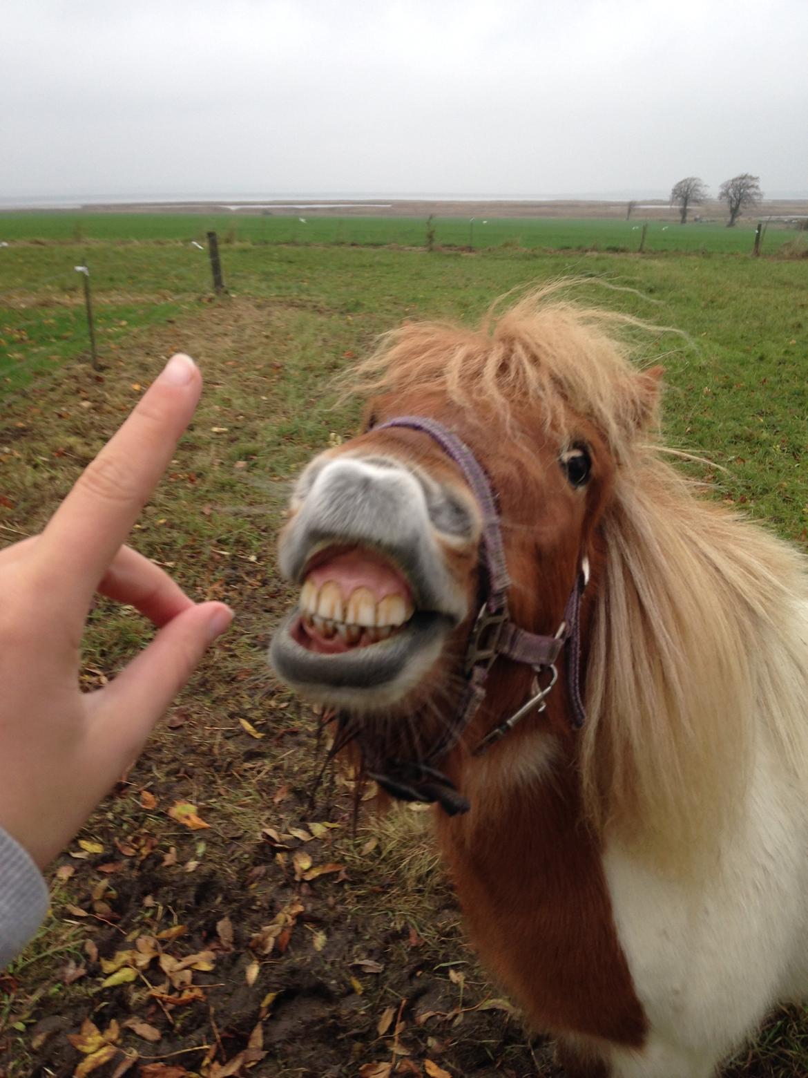 Shetlænder Maia billede 7