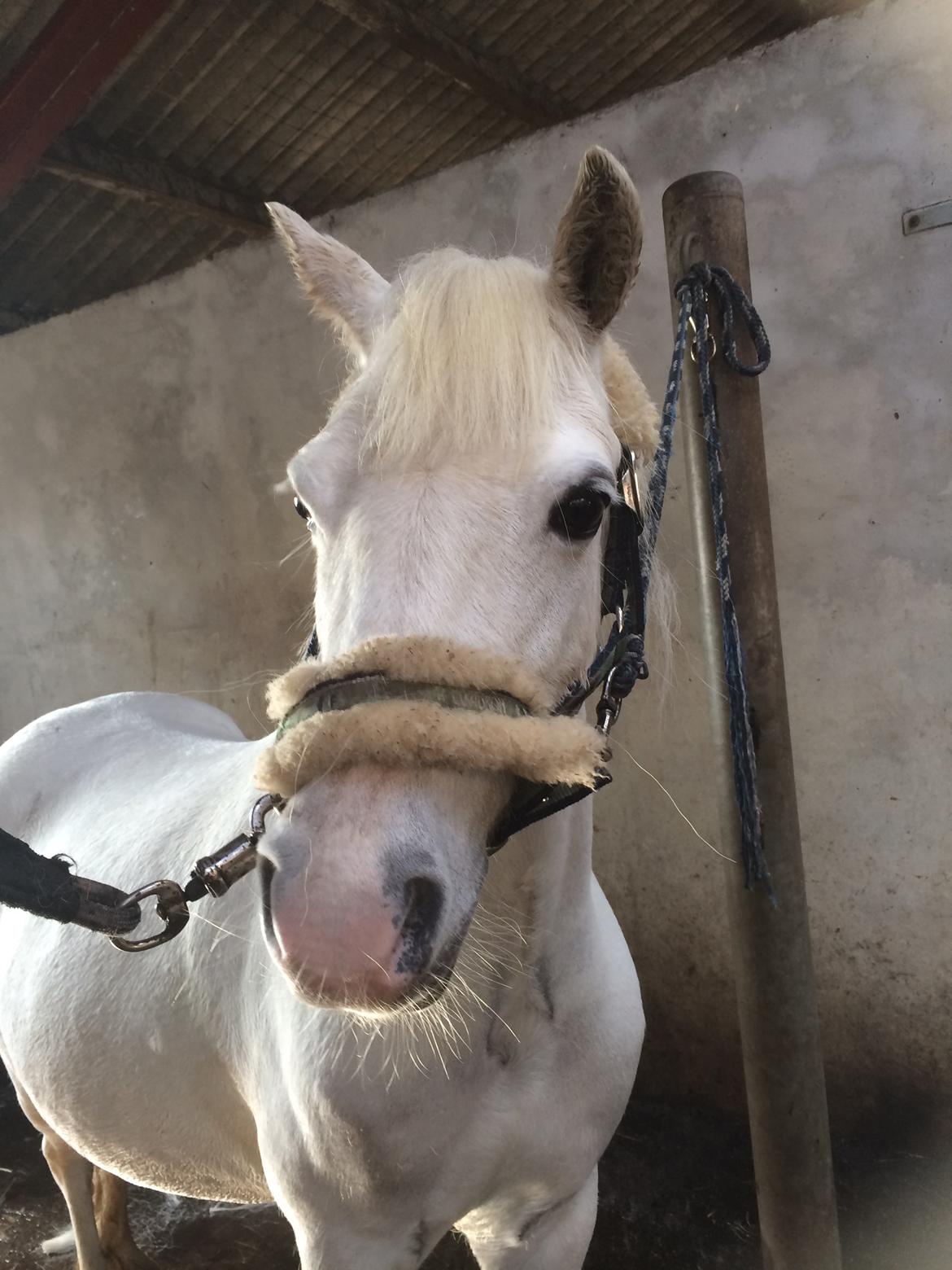 Welsh Mountain (sec A) stald halds Pippi <3<3<3 billede 15