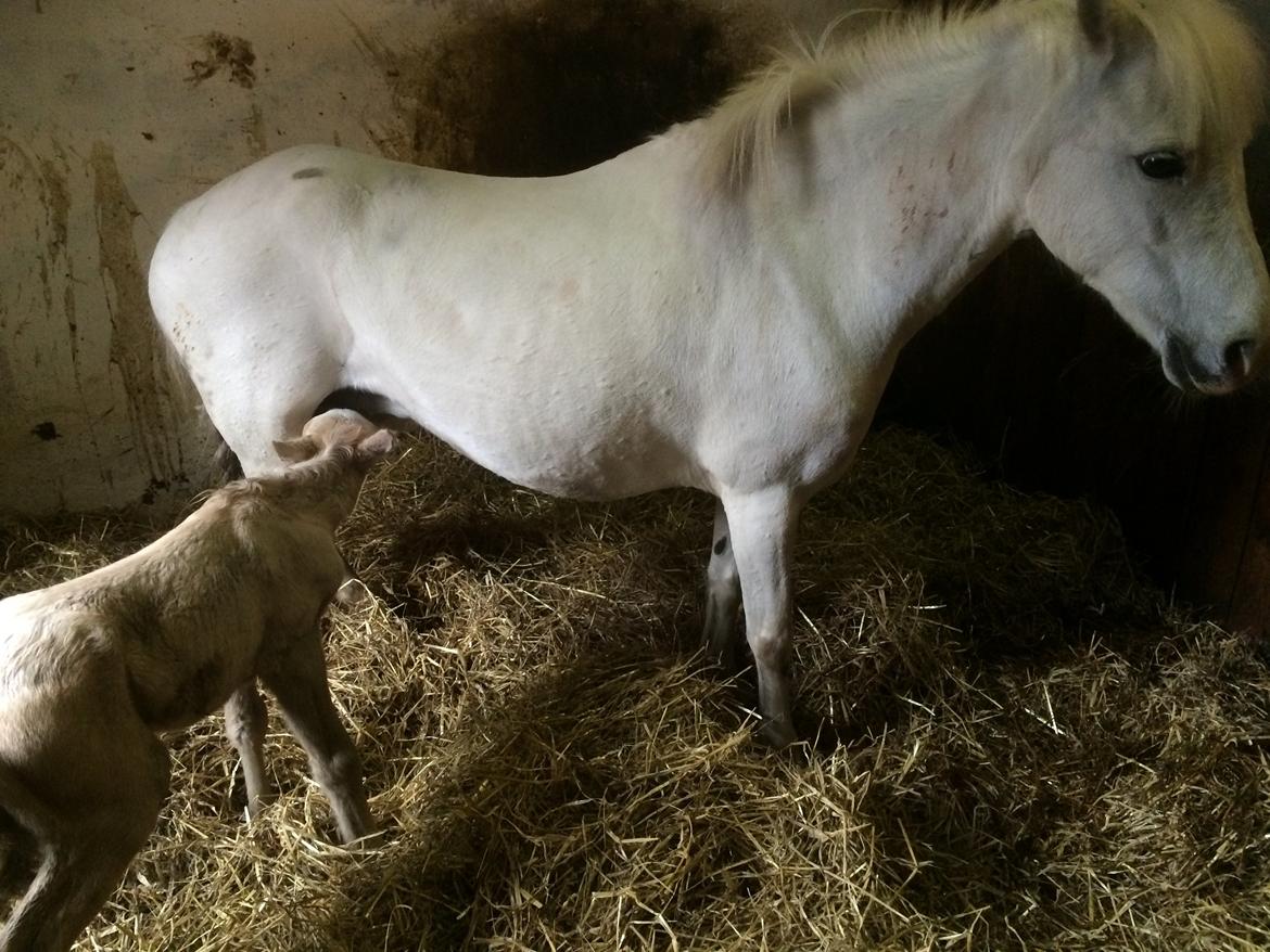 Welsh Mountain (sec A) stald halds Pippi <3<3<3 billede 16