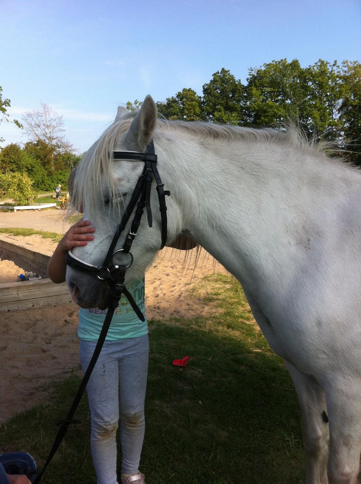 Welsh Mountain (sec A) stald halds Pippi <3<3<3 billede 18