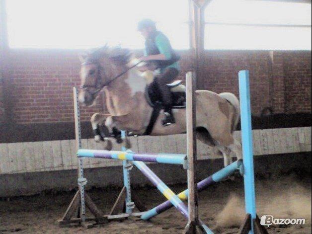 Hollandsk Sportspony Capello Ivo !<3 billede 4