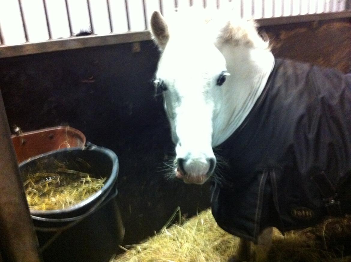 Welsh Mountain (sec A) stald halds Pippi <3<3<3 - første dag i hendes nye boks billede 20