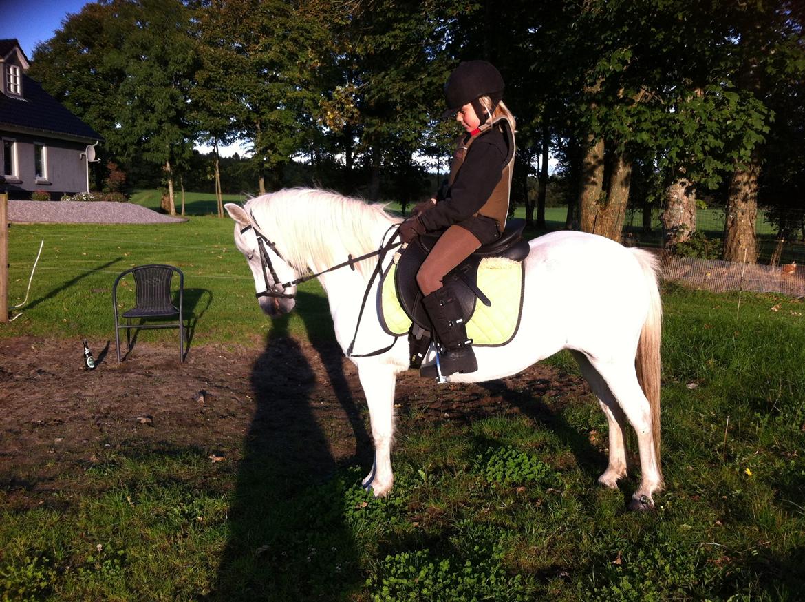 Welsh Mountain (sec A) stald halds Pippi <3<3<3 - første gang jeg red å pippi billede 19