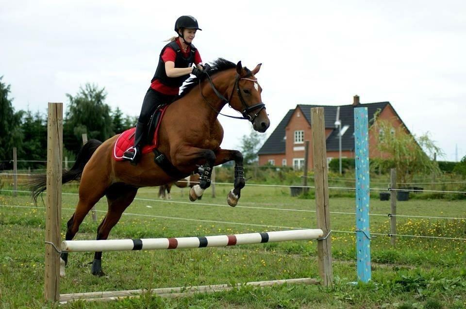 Sportsaraber (A) Rolighedens Zarina billede 8