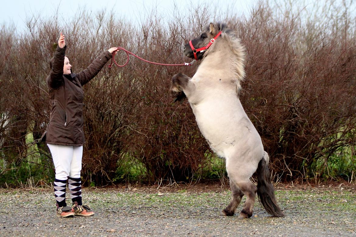 Shetlænder Comaros Combo Breaker billede 11